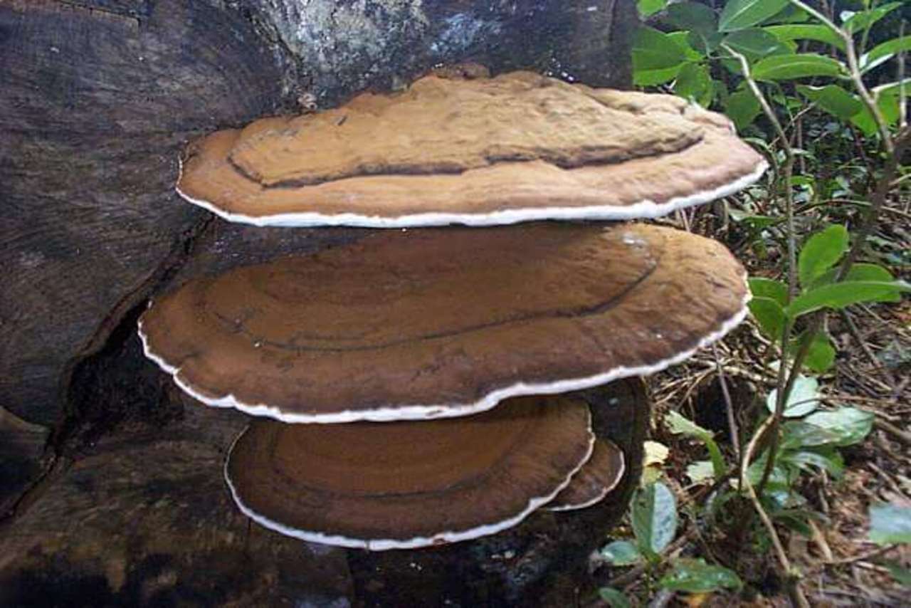 مصرف قارچ گانودرما