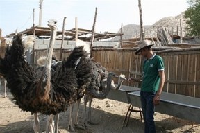 درآمد بالا با پرورش شتر مرغ