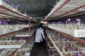 مراحل تولید زعفران گلخانه ای