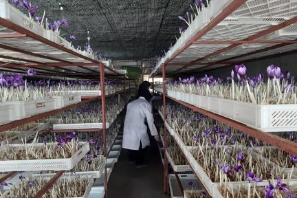 مراحل تولید زعفران گلخانه ای