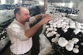 نحوه پرورش قارچ (درآمد زایی با پرورش قارچ)