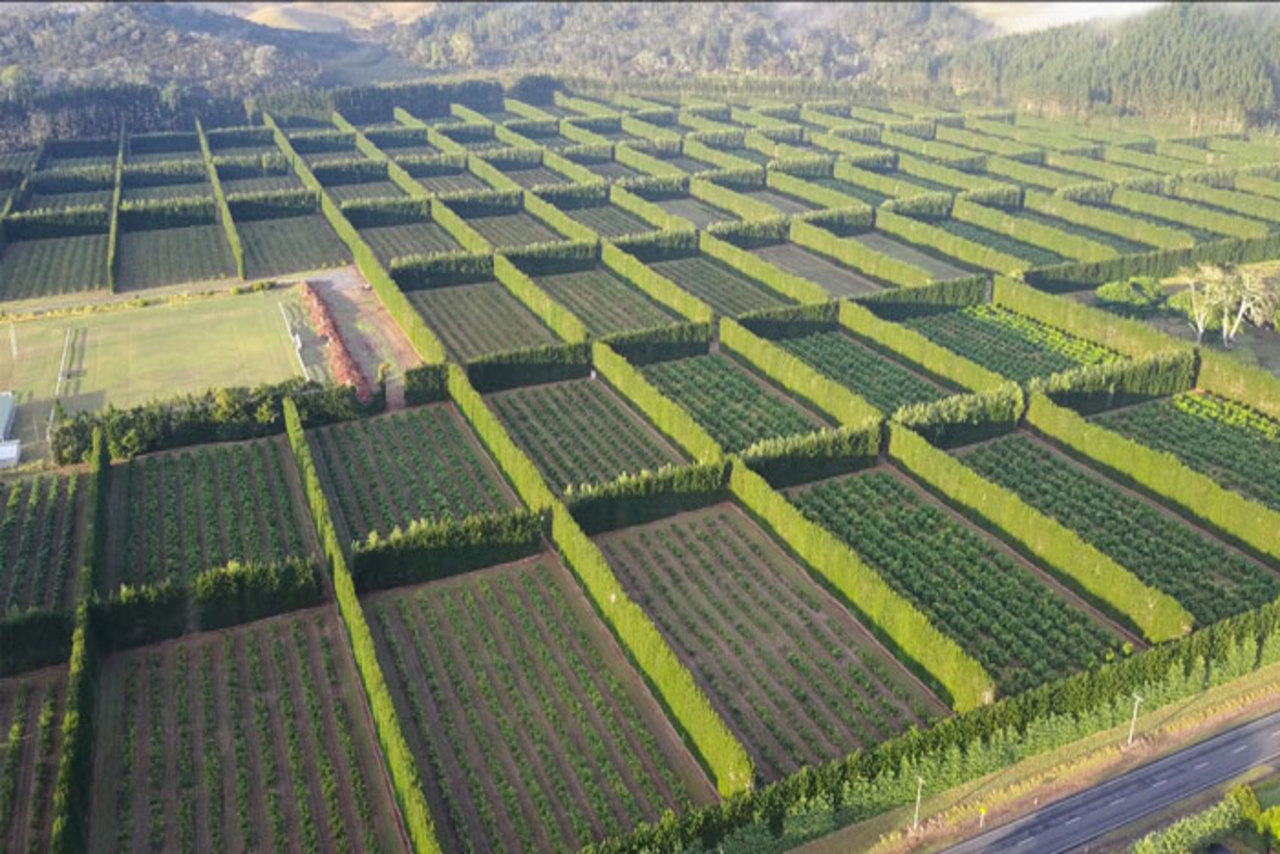 هدف از ساخت بادشکن چیست؟