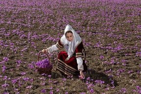 طلای سرخ ایرانی