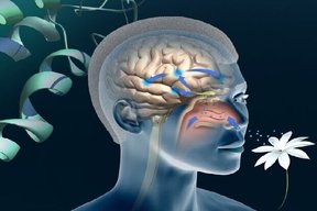 از دست دادن بلندمدت حس بویایی و چشایی در برخی مبتلایان کرونا