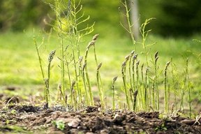 برداشت گیاهان بوته‌ای مقاوم با بهره‌مندی از فناوری بذر هیبری
