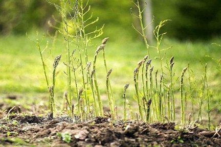 برداشت گیاهان بوته‌ای مقاوم با بهره‌مندی از فناوری بذر هیبری