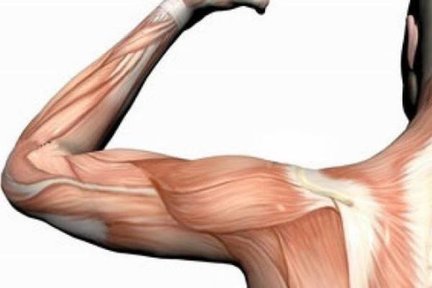 عضله سازی بدون چربی در کاهش خطر ابتلا به آلزایمر موثر است