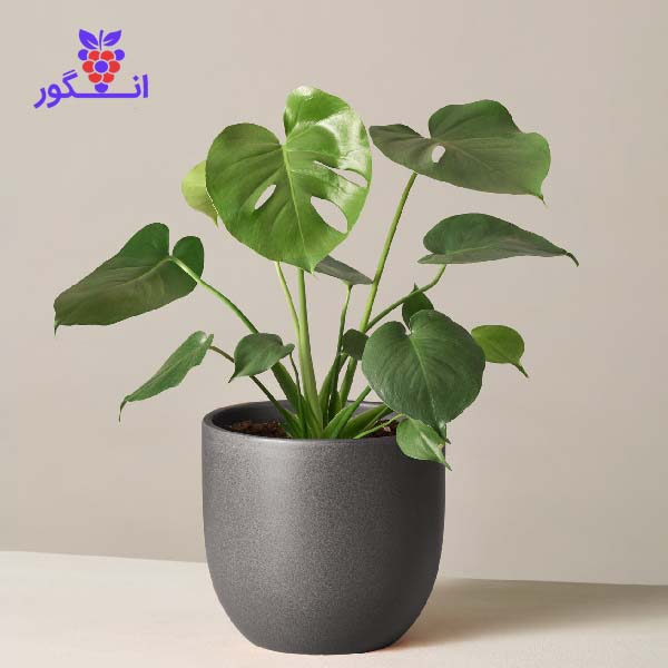 مجموعه گل و گیاه انگور